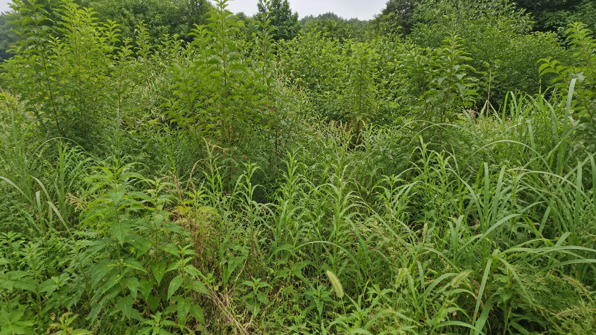 背丈ほどまで草木が伸びた放置畑の対応イメージ